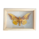 Butterfly frame Naturalized