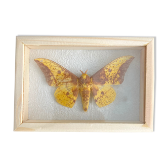 Butterfly frame Naturalized
