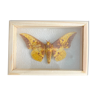 Butterfly frame Naturalized