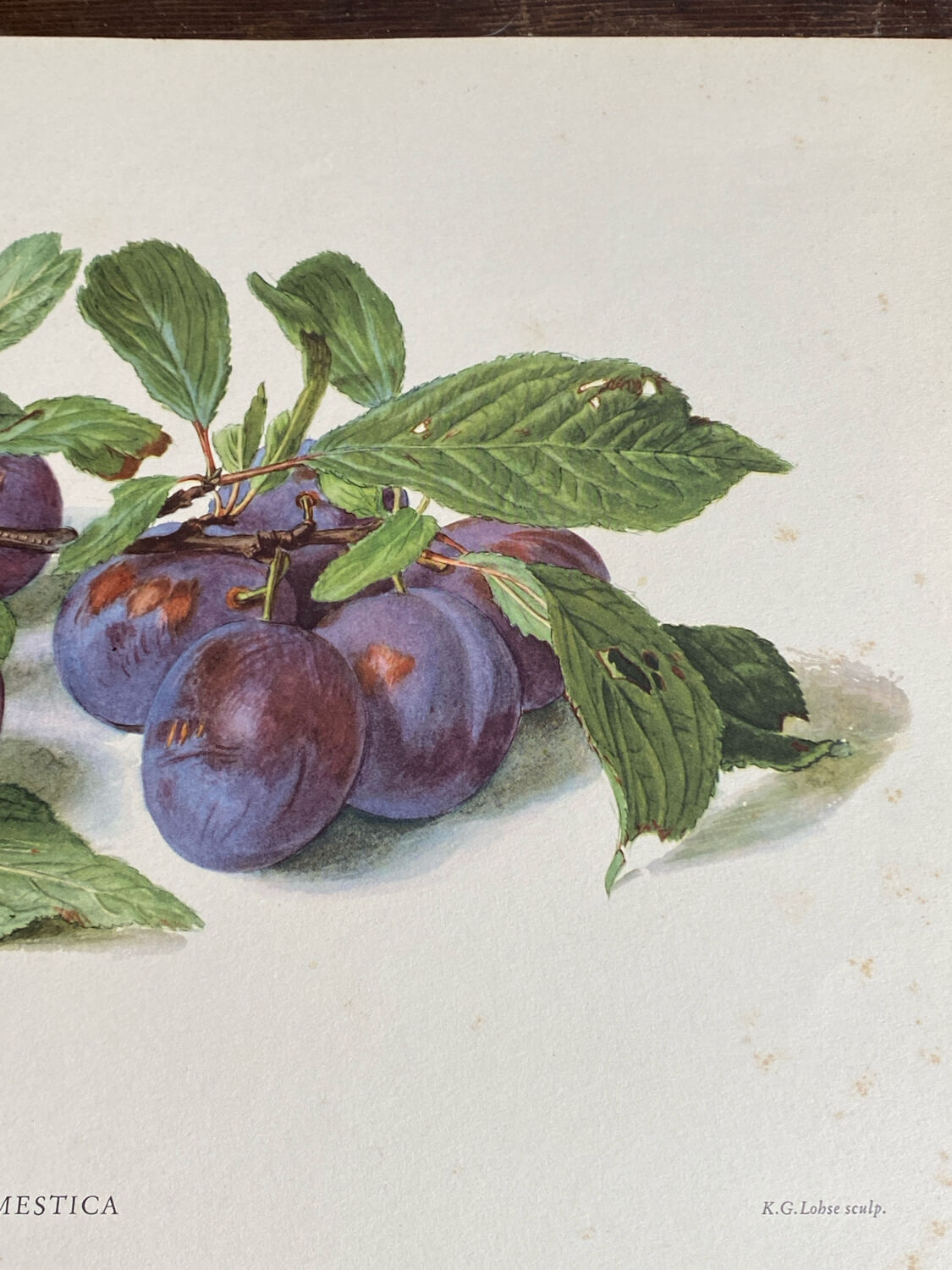 Affiche botanique, Prunus Domestica