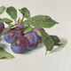 Affiche botanique, Prunus Domestica