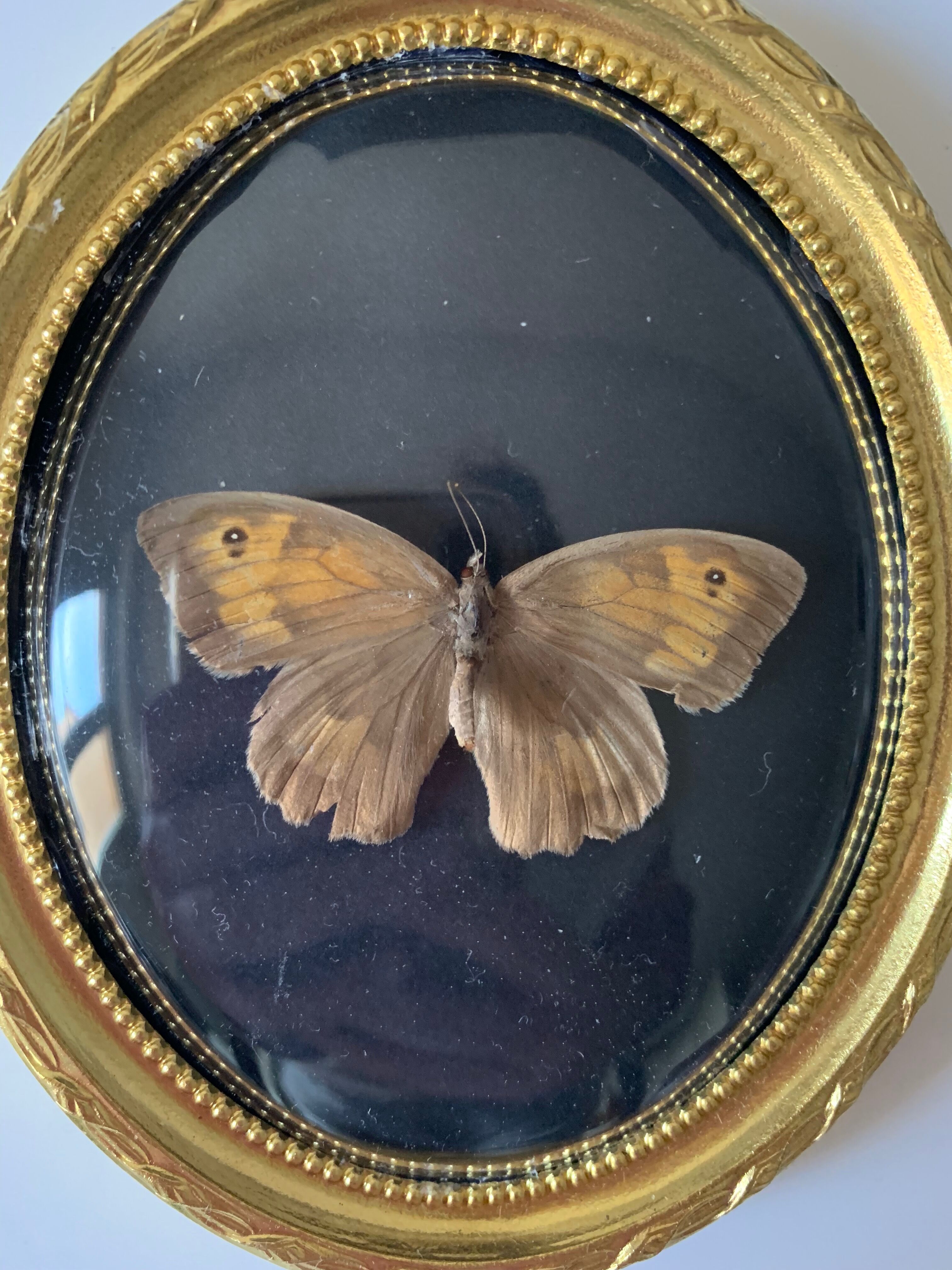 Butterfly under bulging frame