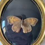 Butterfly under bulging frame