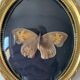 Butterfly under bulging frame