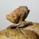 Large box/ice bucket curiosity Naturalised African Coconut vintage
