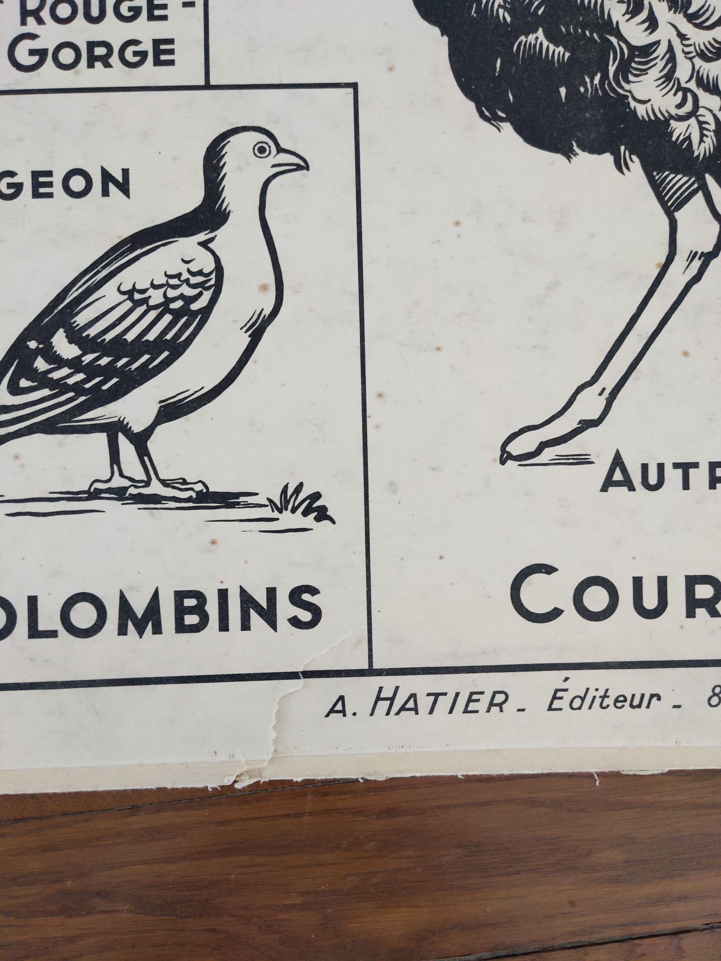 Old vintage educational school poster Hatier birds