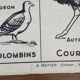 Old vintage educational school poster Hatier birds