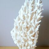 Antique white coral on marble base