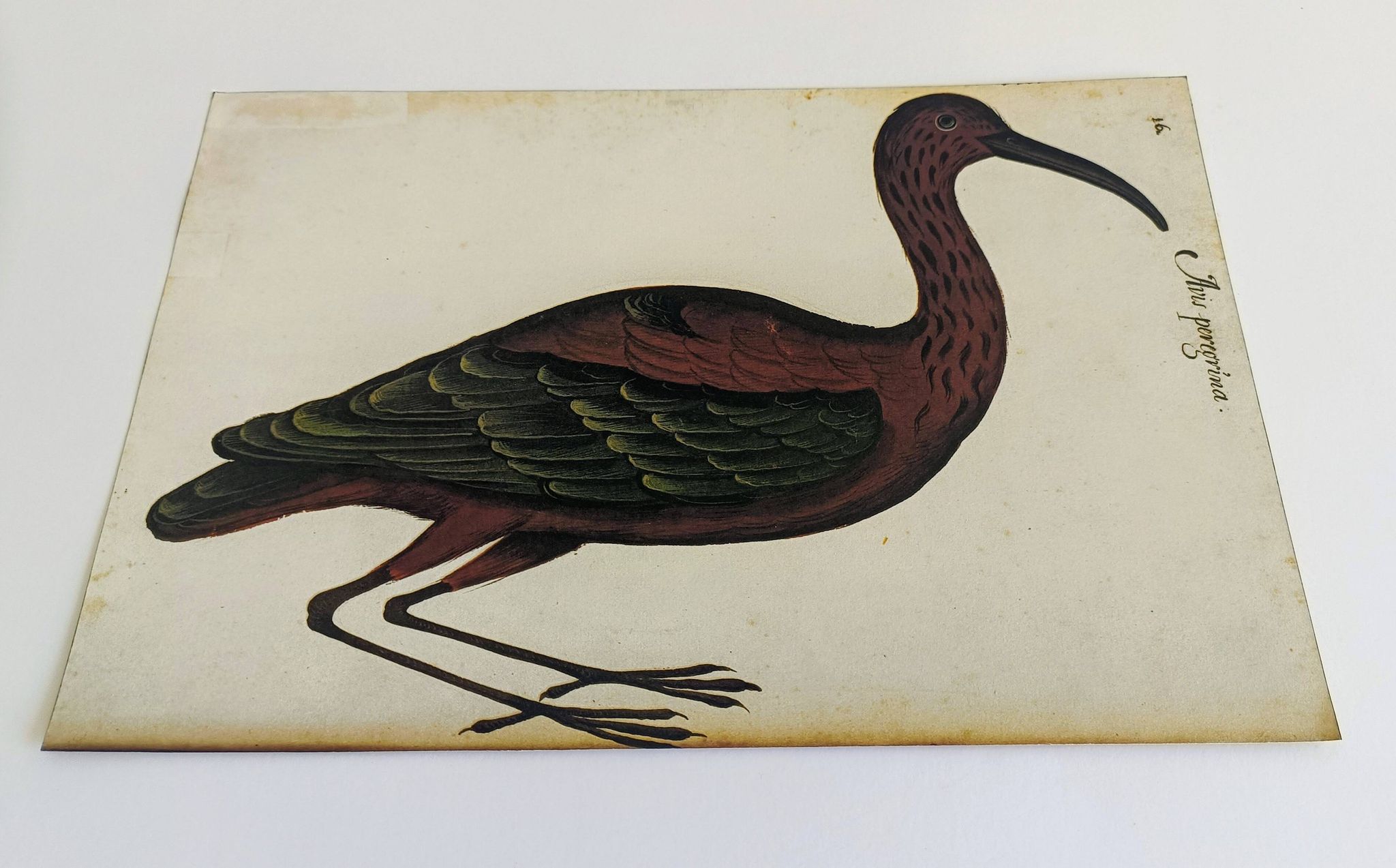 Paire de reproductions du Codex Pomar d'Histoire Naturelle, Valence, 1990