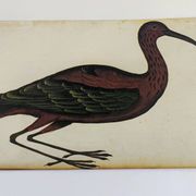 Paire de reproductions du Codex Pomar d'Histoire Naturelle, Valence, 1990