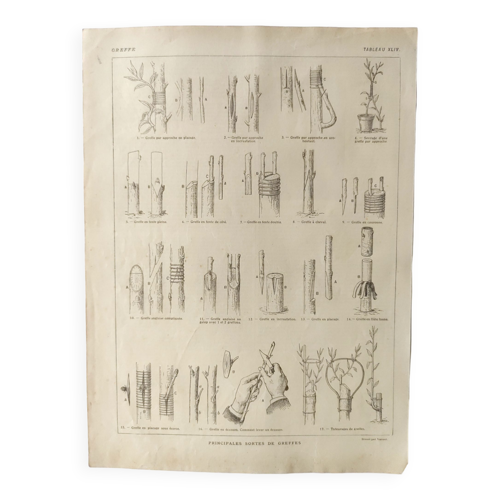 Antique print • Tree grafting • Original poster from 1922