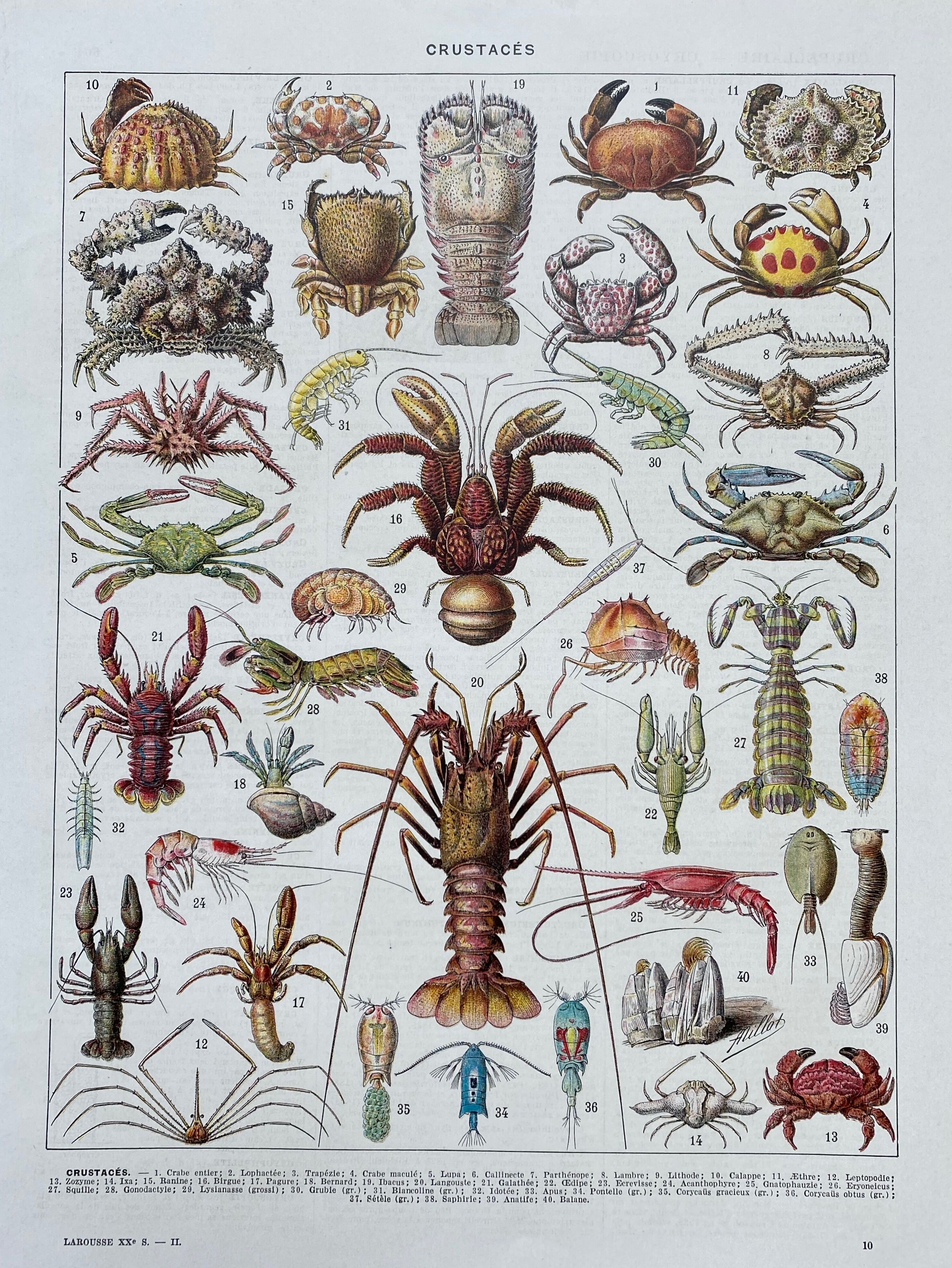 Illustration ancienne Millot "Crustacés"
