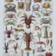 Illustration ancienne Millot "Crustacés"