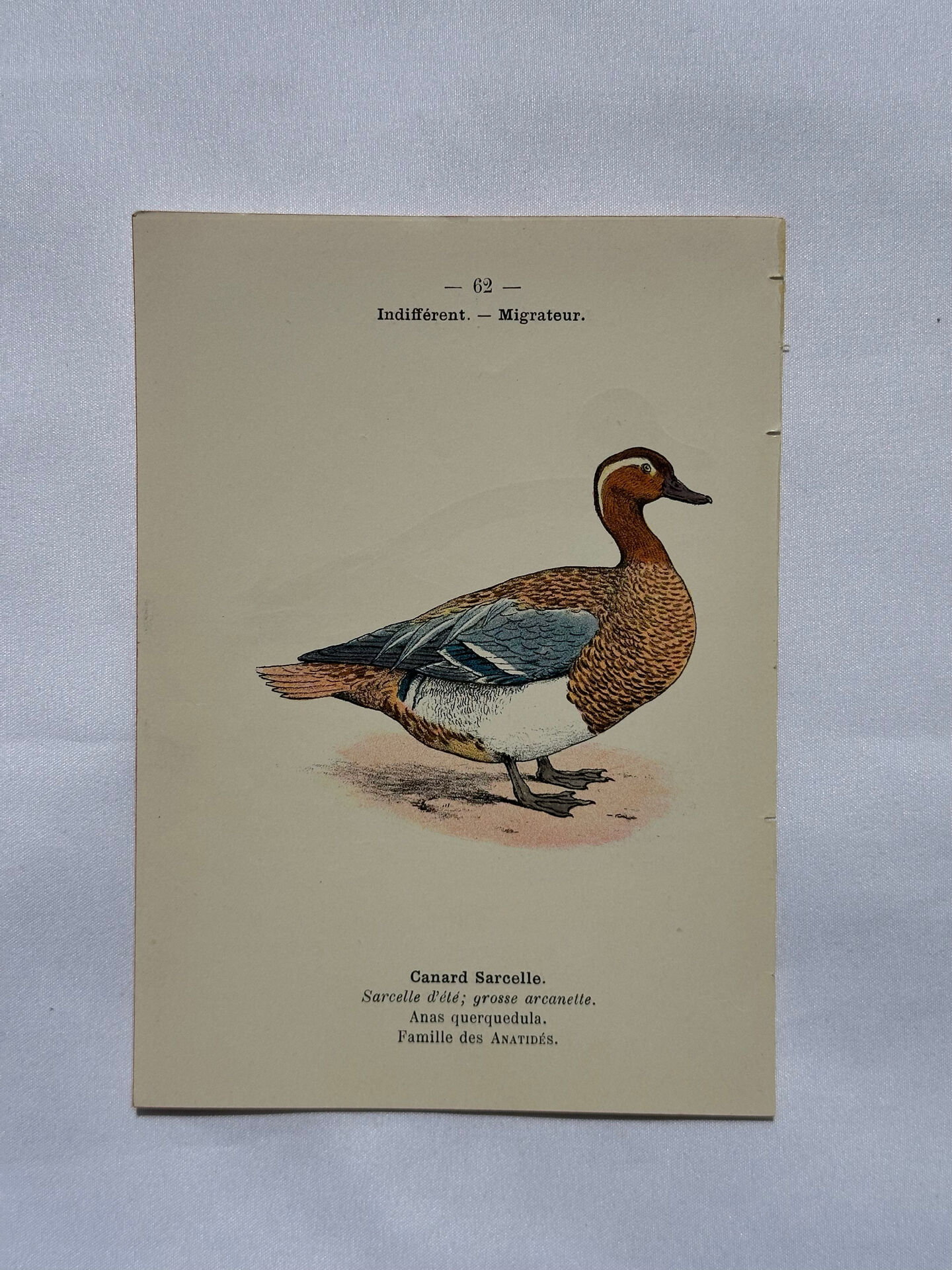 Botanical Plate Engraving of Birds, Naturalist, 19th Century, Double-sided A