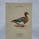 Botanical Plate Engraving of Birds, Naturalist, 19th Century, Double-sided A