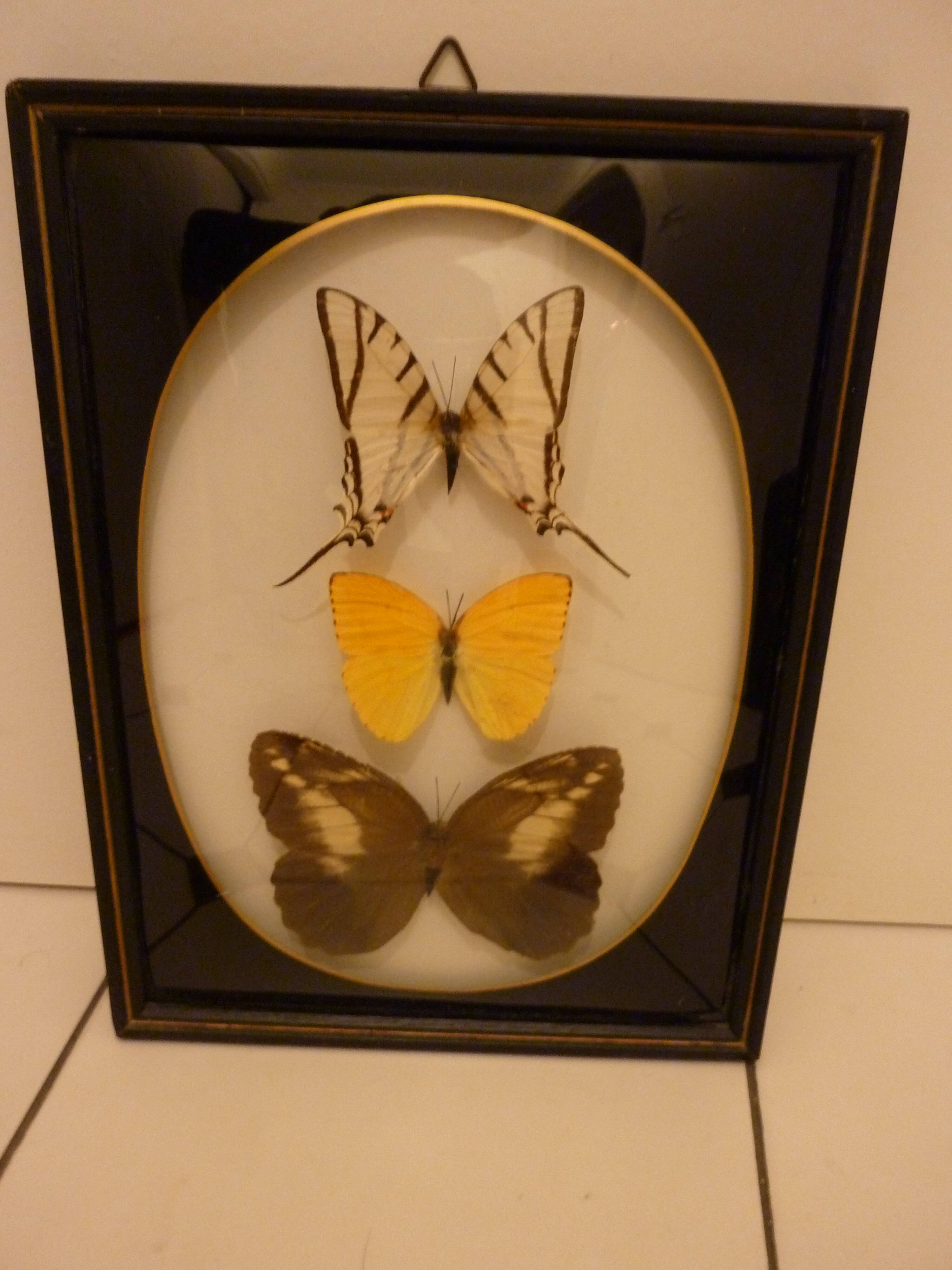 Brazil  butterflies framework of the 80s