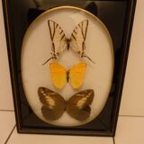 Brazil  butterflies framework of the 80s