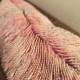 Mushroom coral