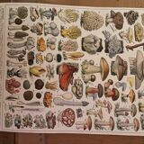 Mushrooms two original plates from Larousse 21st century