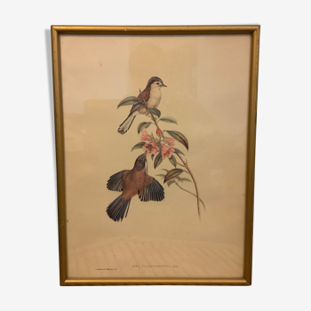 Flower and framed bird print