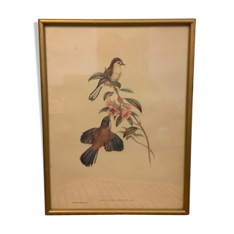 Flower and framed bird print