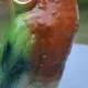 St Clément barbotine duck jug