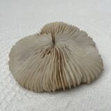 Fungia type coral