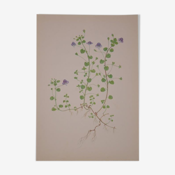 Botanical plate Geigy (Veronica)