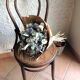 Fischel bistro chair with cannate / vintage seat 30s-40s