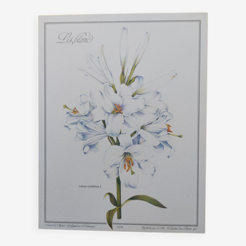 Planche de fleur -Lis Blanc- Illustration de plantes médicinales