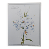 Planche de fleur -Lis Blanc- Illustration de plantes médicinales