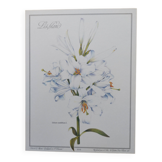 Flower board -White Lily- Illustration of medicinal plants