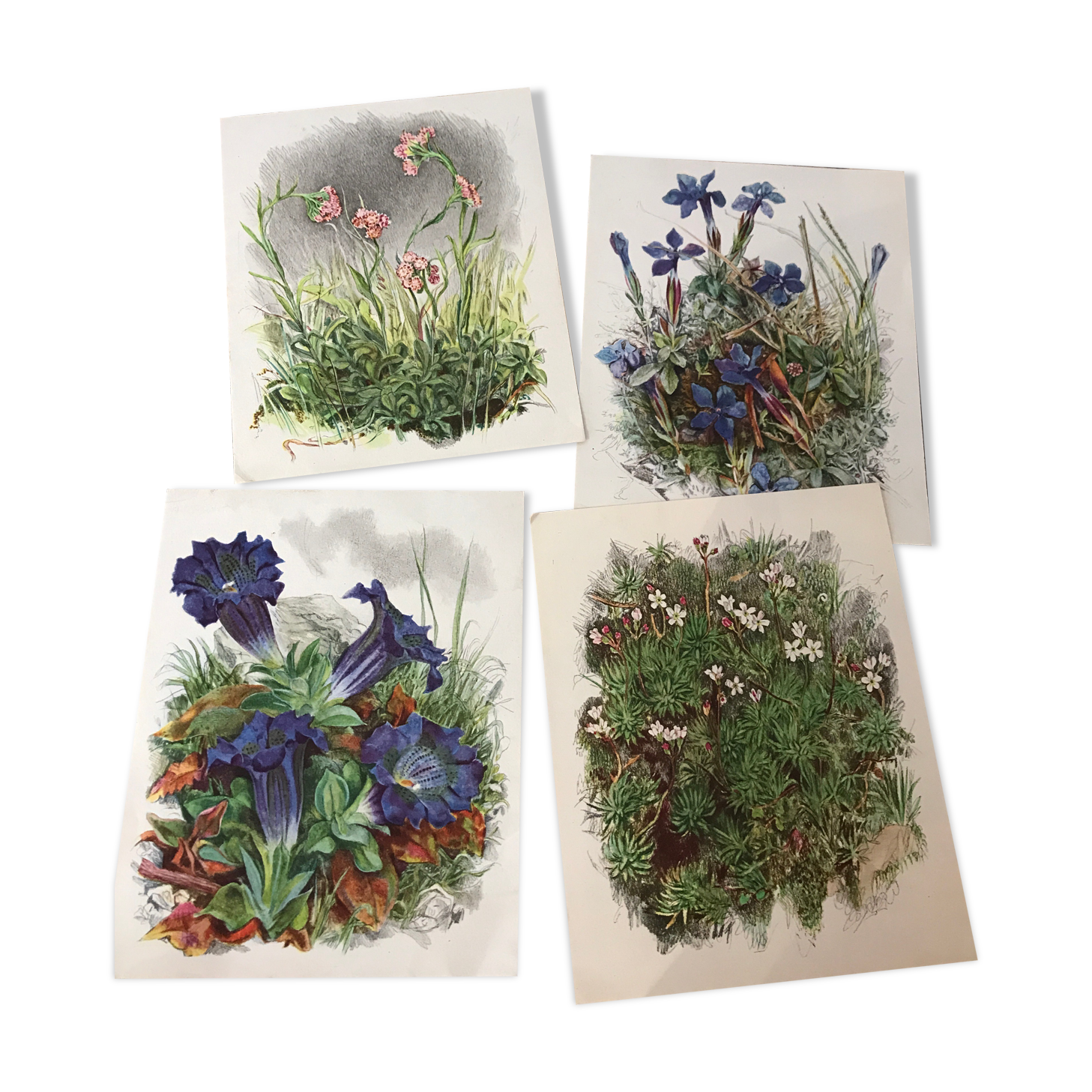 Ancient botanical illustration