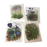 Ancient botanical illustration