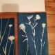 Lot de 3 cyanotypes et gravure sur bois