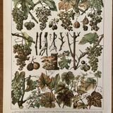 Lithograph engraving on the diseases of the vine of 1907 Viticulture Vinification Oenology Grape varieties
