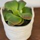White basket pot cover