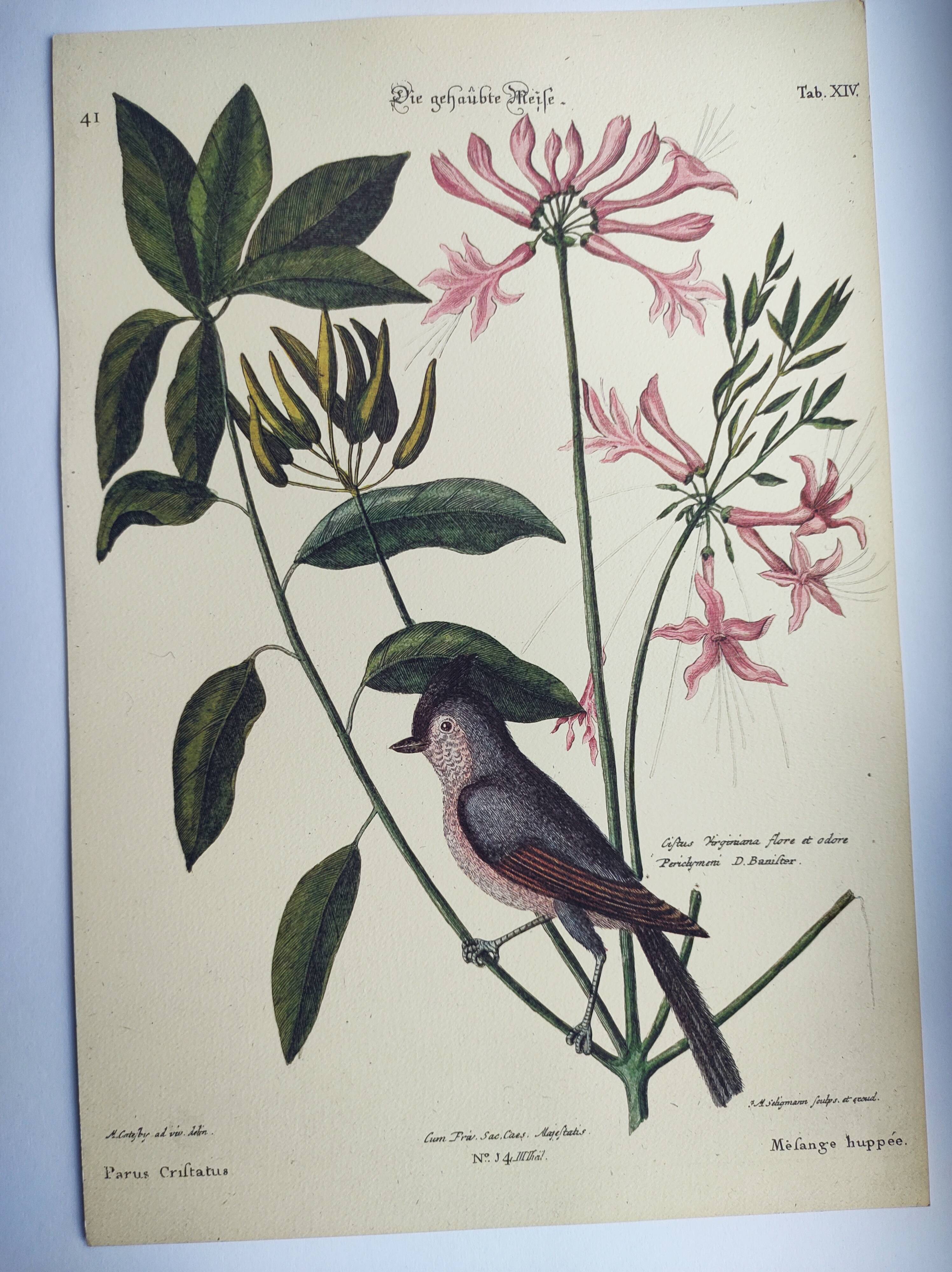 Vintage bird board - Crested titmouse - Old ornithology engraving by Seligmann & Catesby. 1973.