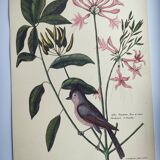 Vintage bird board - Crested titmouse - Old ornithology engraving by Seligmann & Catesby. 1973.
