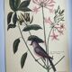 Planche vintage oiseau - Mésange huppée- Gravure ancienne ornithologique de Seligmann & Catesby, 1973