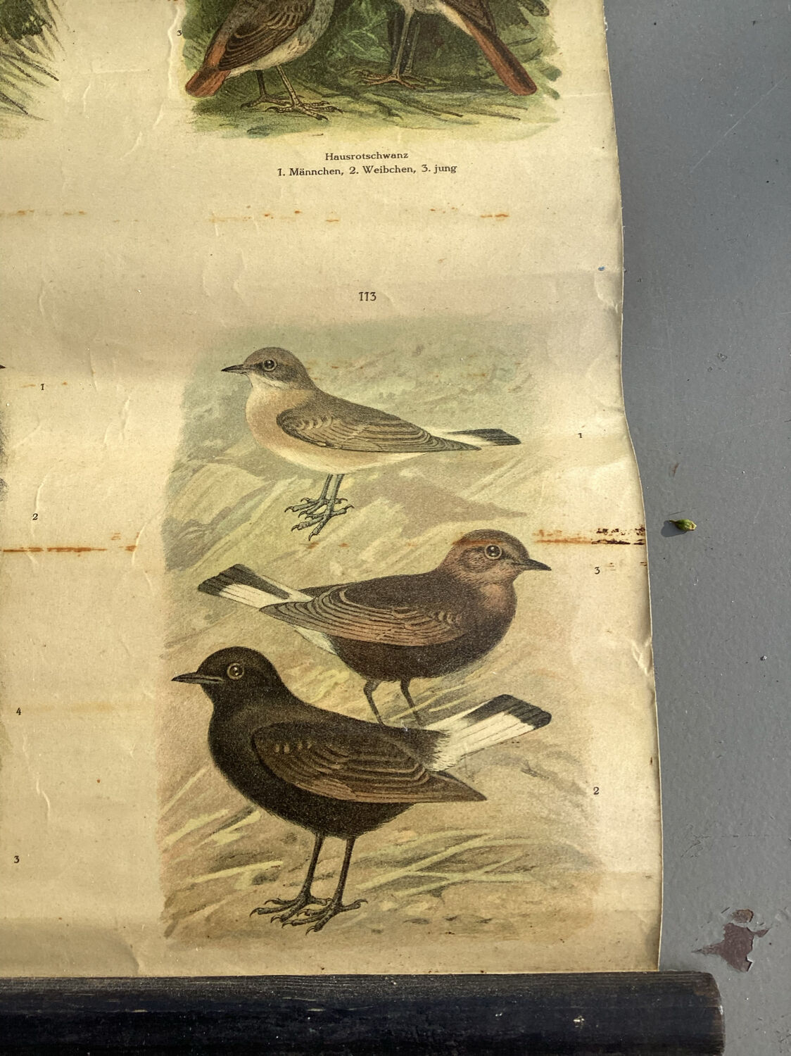 Vogel Europas school poster