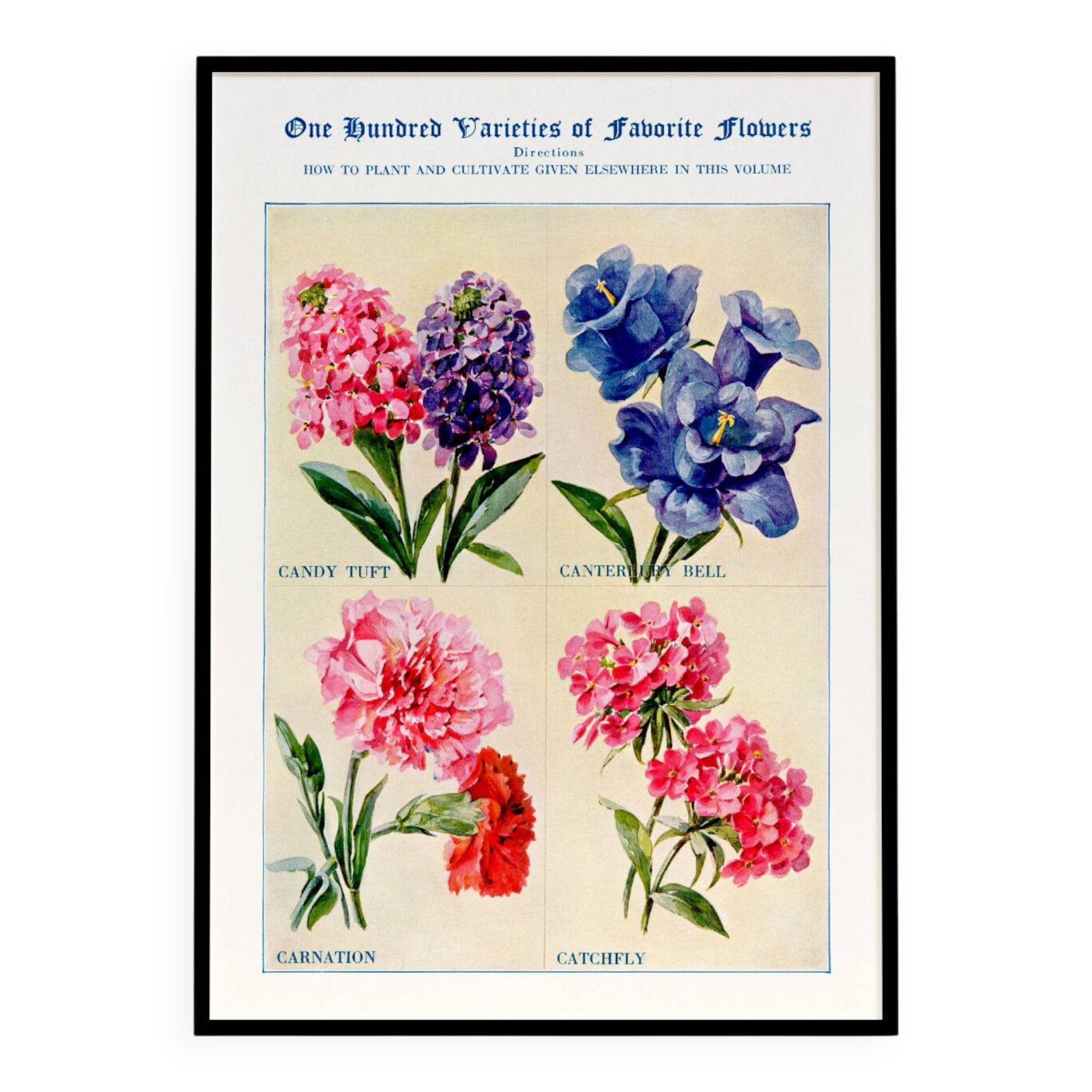 Affiche sur les giroflées, campanules, œillets et silènes