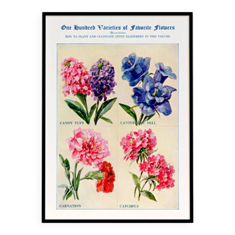 Poster about wallflowers, bellflowers, carnations and campions