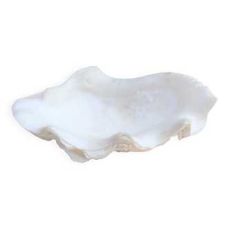Ancient shell - Giant clam