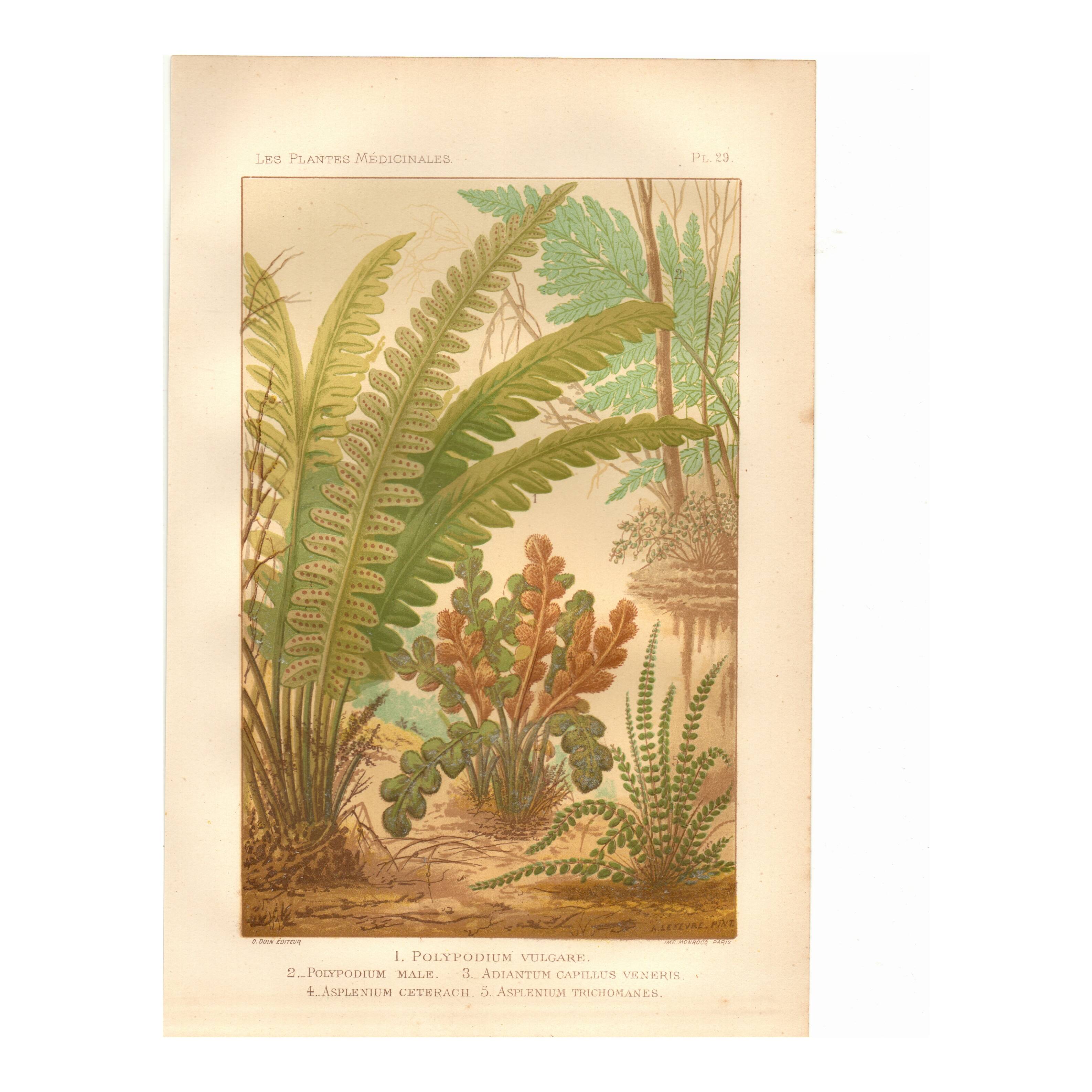 Botanical engraving from 1889 - Ferns by A. Lefevre - old plate