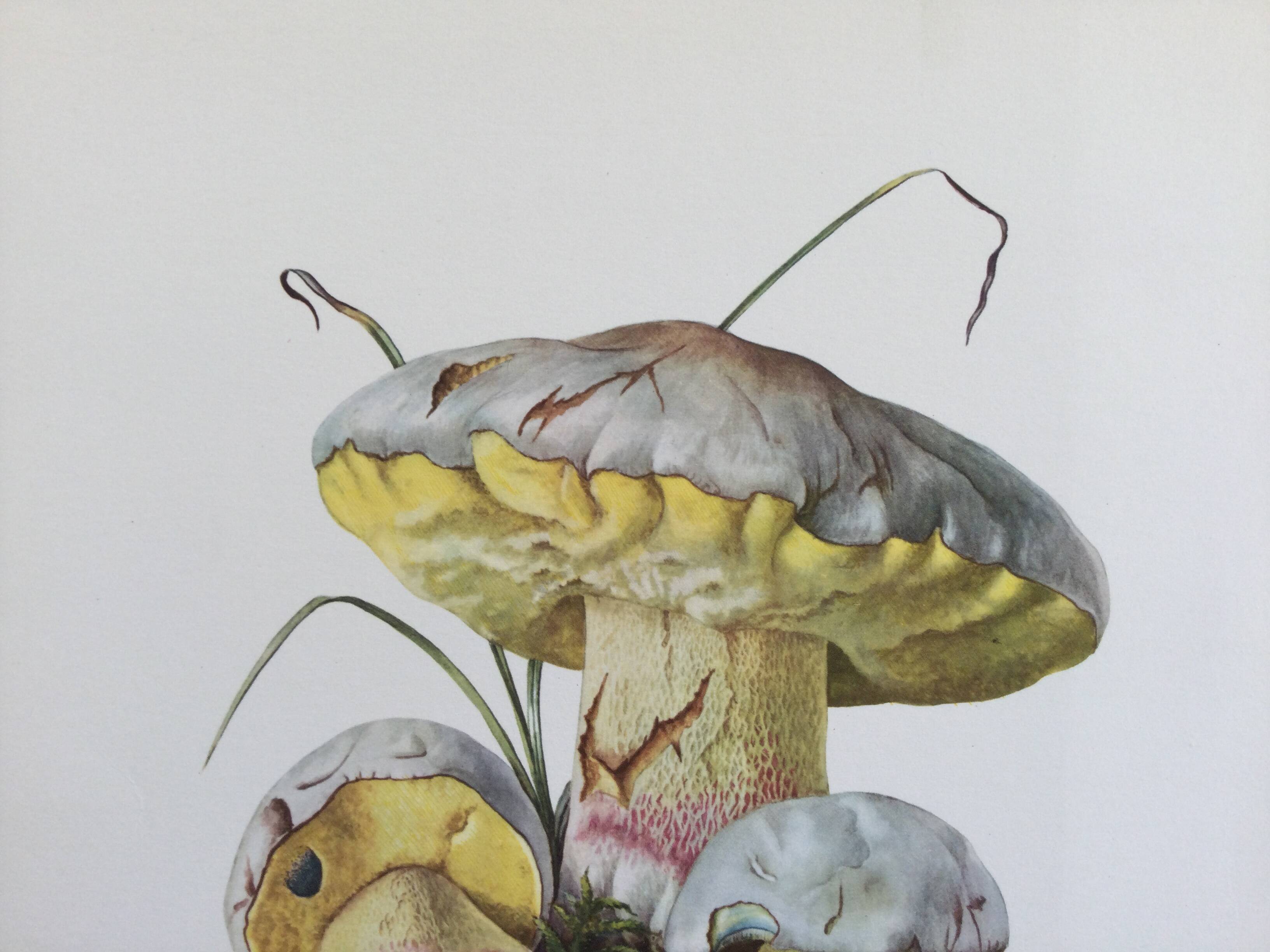 Botanical Illustration Mushrooms Fechtner's Bolete Vintage Print 60s