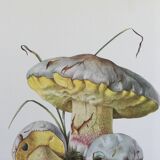 Botanical Illustration Mushrooms Fechtner's Bolete Vintage Print 60s