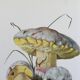 Botanical Illustration Mushrooms Fechtner's Bolete Vintage Print 60s