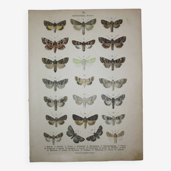 Gravure de papillons ancienne - Lithographie de 1887 - Matura - Illustration originale