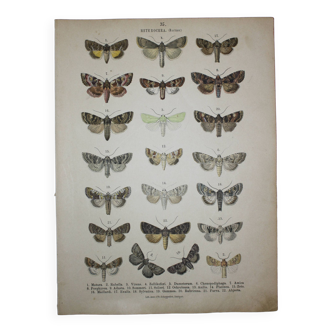 Antique butterfly engraving - 1887 lithograph - Matura - Original illustration